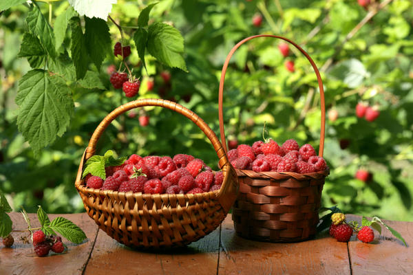 Для ягод стоит выбрать маленькие корзинки