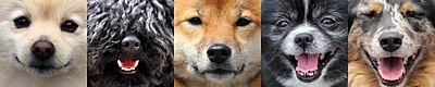 Dogs of WOOFSTOCK.jpg