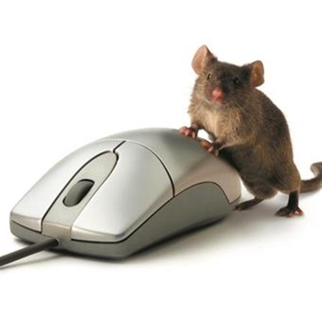 Компьютерная мышь фото для презентации
