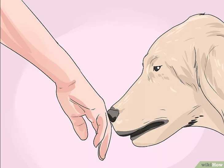 дайте собаке обнюхать руку