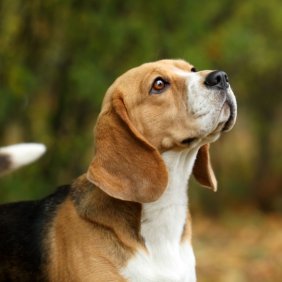 Бигль описание породы, фото, характеристика, клички для собак, цена щенков, гипоаллергенный: нет