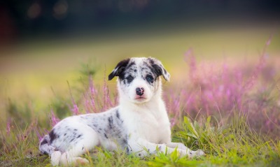 собака на траве поляна