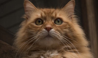 кот рыжий пушистый взгляд морда