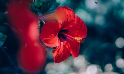 цветок красный пестик размытость