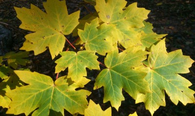 листья кленовые листья осень