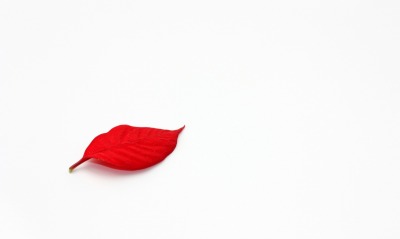 листок красный минимализм
